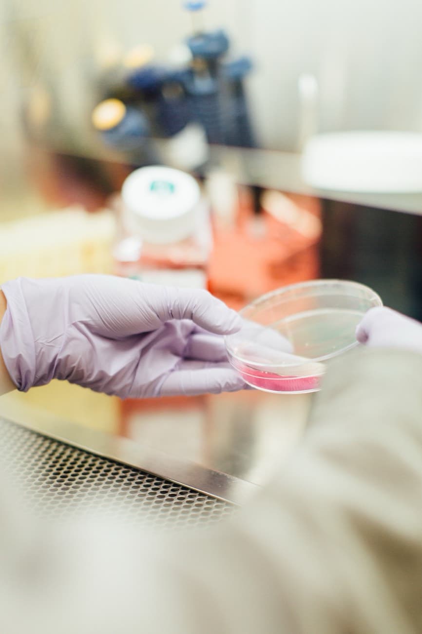 Gloved hands holding a culture plate over a laminar flow bench.
